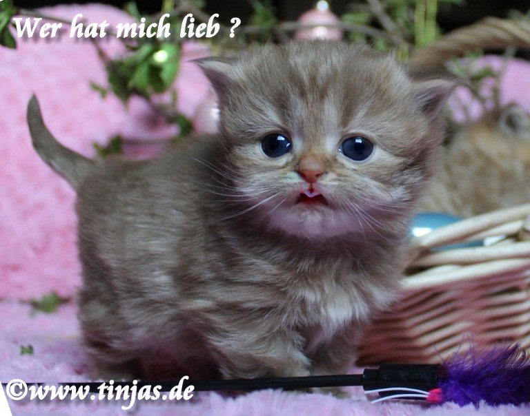 Britisch Langhaar Katzenbabys</A>